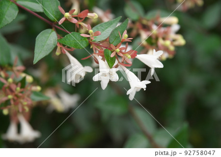 蟹ヶ谷公園のアベリア白花【緑背景】 92758047