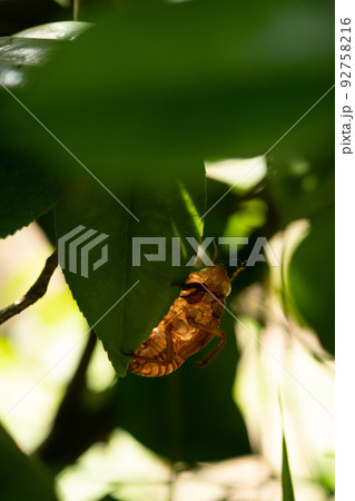 葉裏のセミがら 92758216