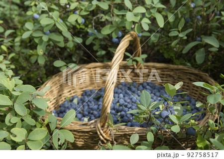 Basket full of fresh ripe blueberries 92758517