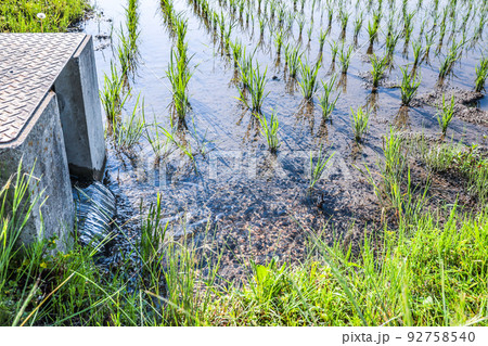 入水する田植え後の水田 92758540