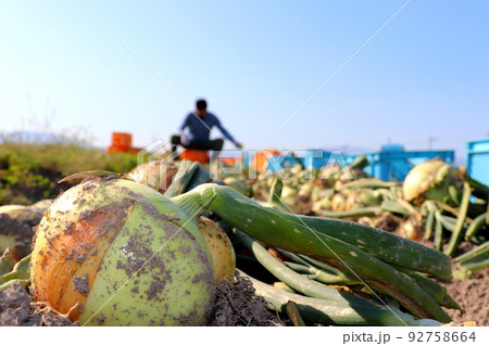玉葱　玉ねぎ　たまねぎ　農家　農業　野菜 92758664