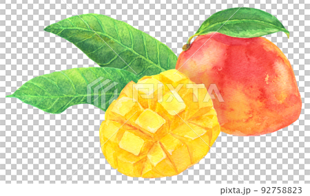 Watercolor mango _ cut mango and mango with leaves _ with leaves 92758823