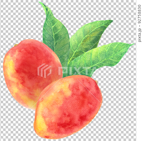 水彩芒果和葉子 92758830