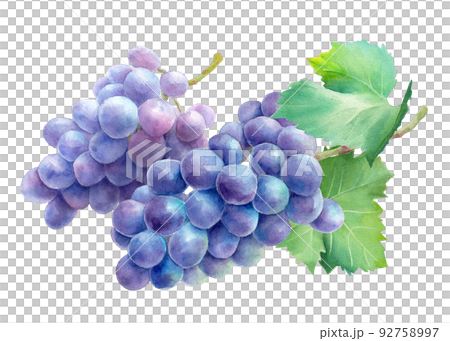 A purple grape with two leaves. watercolor illustration. Kyoho. 92758997