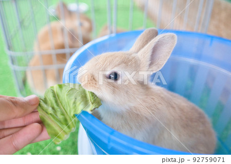 餌を美味しそうに食べている子ウサギ 92759071