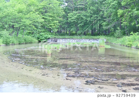 わっぱらの農業水路 ぬるめ わっぱらの農業水路 ぬるめ 92759439