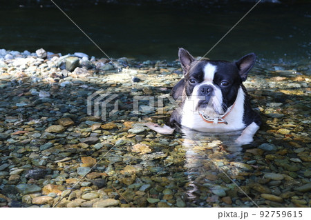 川遊びで人気のときがわ町の冷たい都幾川に入って気持ち良さそうに見つめる可愛いボストンテリアのマイティ 川遊びで人気のときがわ町の冷たい都幾川に入って気持ち良さそうに見つめる可愛いボストンテリアのマイティ 92759615