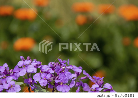 大根の花と春の花風景-4 大根の花と春の花風景-4 92760181