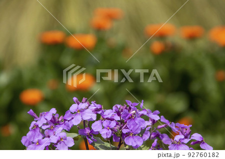 大根の花と春の花風景-5 大根の花と春の花風景-5 92760182