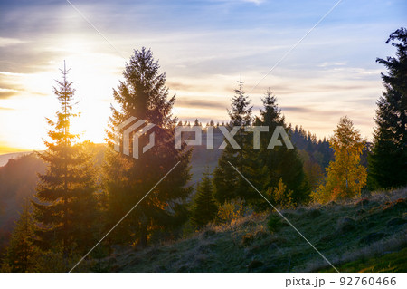 coniferous trees on the hill at sunset. beautiful nature scenery of romania mountains in evening light 92760466