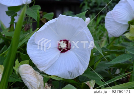 大きな夏の花　クサフヨウ (草芙蓉) 92760471