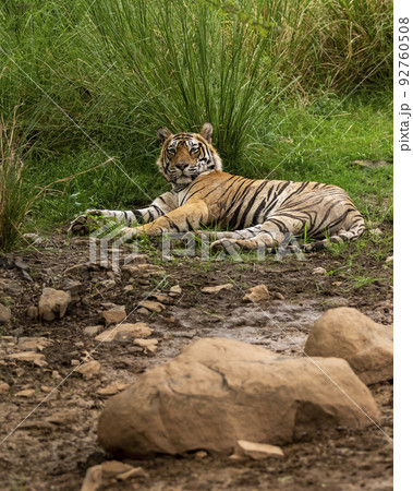Indian wild male tiger resting in cool place with eye contact in pre monsoon green season outdoor safari at ranthambore national park or tiger reserve rajasthan india asia - panthera tigris tigris Indian wild male tiger resting in cool place with eye contact in pre monsoon green season outdoor safari at ranthambore national park or tiger reserve rajasthan india asia - panthera tigris tigris 92760508