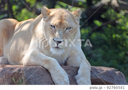 ホワイトライオン ホワイトライオン 92760581