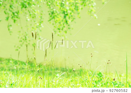 Green grass grows on a summer lawn in the village on a sunny day. Spikelets of grass on a blurred wildlife background. Green grass grows on a summer lawn in the village on a sunny day. Spikelets of grass on a blurred wildlife background. 92760582