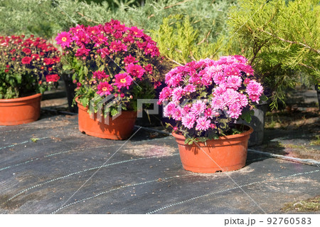 Garden shop. Variety of seedlings of pink chrysanthemums in pots in garden store. Nursery of plants for gardening. Garden shop. Variety of seedlings of pink chrysanthemums in pots in garden store. Nursery of plants for gardening. 92760583