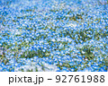 【群馬県太田市】北部運動公園のネモフィラ  92761988