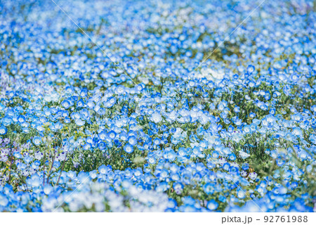 【群馬県太田市】北部運動公園のネモフィラ  92761988