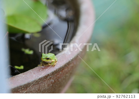 睡蓮鉢の小さなニホンアマガエル 92762113