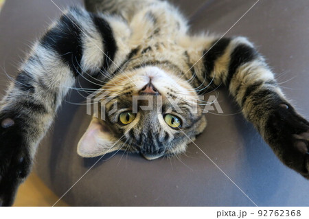 逆さまになってバイザイをしている子猫 92762368