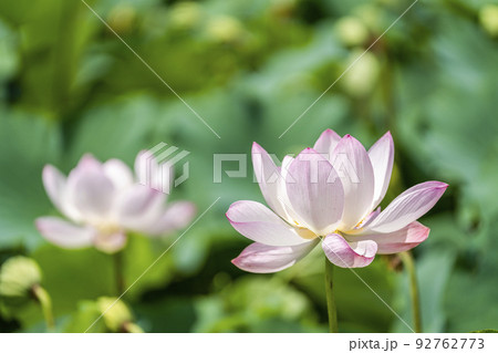 あつかし千年公園の中尊寺蓮　福島県国見町 92762773