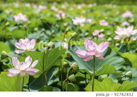 あつかし千年公園の中尊寺蓮　福島県国見町 92762832