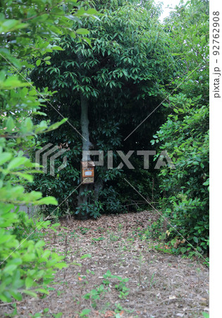 廃屋跡に残されたポスト 廃屋跡に残されたポスト 92762908