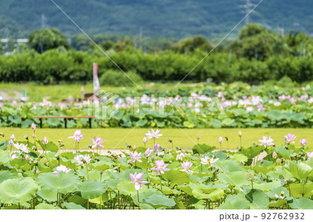 あつかし千年公園の中尊寺蓮 福島県国見町 あつかし千年公園の中尊寺蓮 福島県国見町 92762932