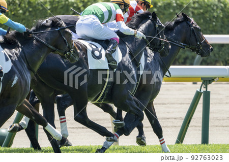 競馬場の風景 直線走る馬 新潟県新潟市 競馬場の風景 直線走る馬 新潟県新潟市 92763023