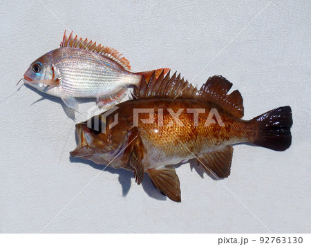 船釣りで一荷で釣り上げられたクロメバルとかわいらしいマダイの幼魚チャリコの写真。白いデッキの背景。 92763130