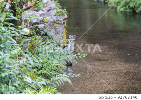 夏の京都 上賀茂神社(加茂別雷神社) 境内の御物井川(御物忌川) 京都府京都市 夏の京都 上賀茂神社(加茂別雷神社) 境内の御物井川(御物忌川) 京都府京都市 92763140