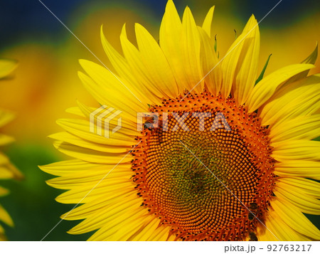 ひまわりの花 92763217