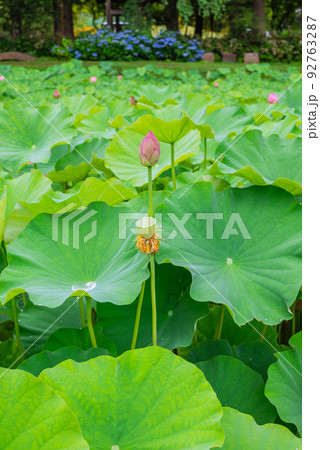 果托と蕾【夏の蓮池】 92763287