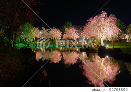 銭淵公園の夜桜 92763399