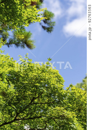 夏の京都 上賀茂神社(加茂別雷神社) 境内の緑葉 京都府京都市 夏の京都 上賀茂神社(加茂別雷神社) 境内の緑葉 京都府京都市 92763563