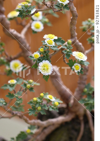 盆栽に仕立てた小さな白菊の枝振りと容姿を接写撮影 92763821