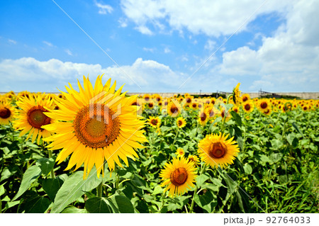 干拓地に咲く満開のひまわり 92764033