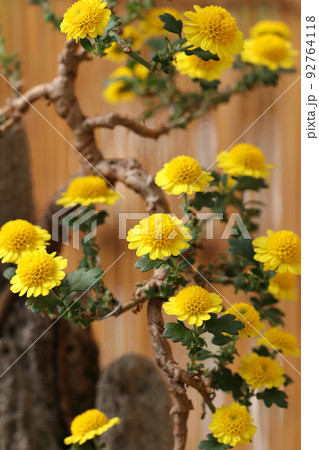 盆栽に仕立てた小さな黄色い菊の枝振りと容姿を接写撮影 盆栽に仕立てた小さな黄色い菊の枝振りと容姿を接写撮影 92764118