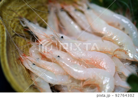富山湾名物「シロエビ」の姿造りのお刺身姿を撮影。 92764302