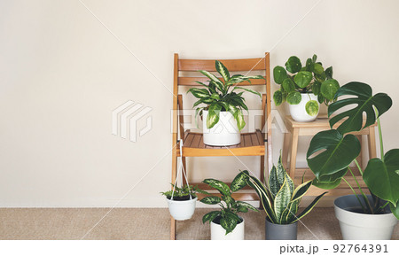Home plants: monstera, dieffenbachia, sansevieria, pilea on the chairs in the room, indoor garden concept with copy space Home plants: monstera, dieffenbachia, sansevieria, pilea on the chairs in the room, indoor garden concept with copy space 92764391
