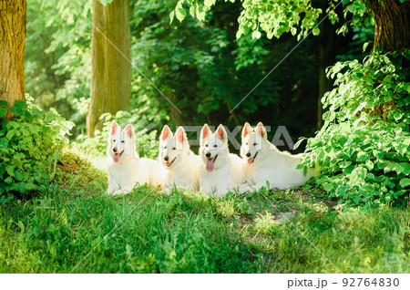 White Swiss Shepherd 92764830