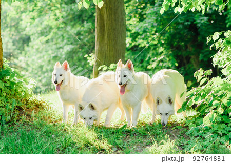 White Swiss Shepherd White Swiss Shepherd 92764831