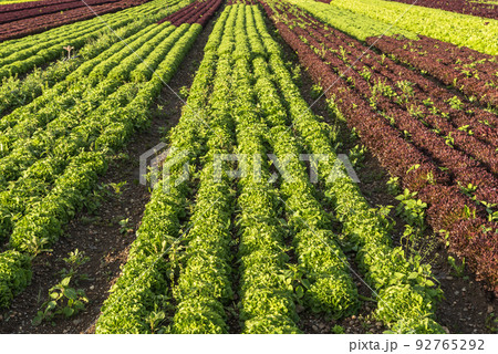 Lettuce field 92765292