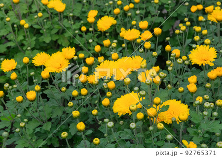 Chrysanthemums wallpaper. Yellow bright picturesque background. Blooming chrysanthemums buds in botany nursery. 92765371