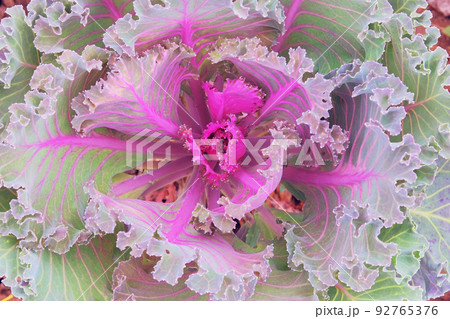 Green cabbage is growing in rustic garden. Organic cabbage in farming and harvesting. Open ground flat bed into the garden. Top view. Green cabbage is growing in rustic garden. Organic cabbage in farming and harvesting. Open ground flat bed into the garden. Top view. 92765376