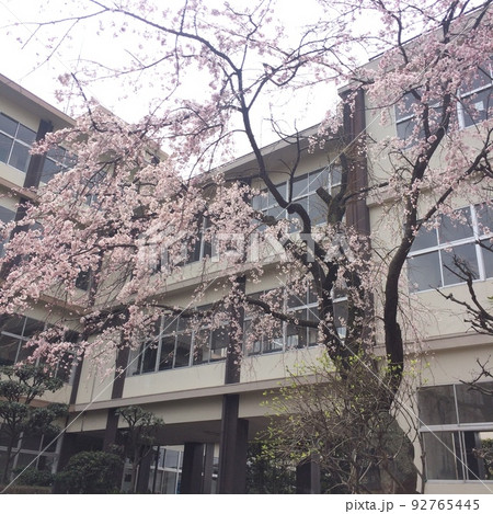 お花見 92765445