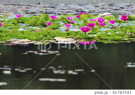 蓮の花 92765591