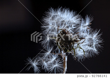 White fluffy dandelion on black background White fluffy dandelion on black background 92766141