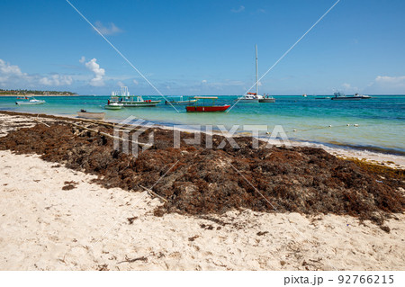 07.24.2022. Dominican Republic Bavaro Punta cana provinces La Altagracia. Seaweed on the beach. Algae sargassum. Caribbean ecological problem. 92766215