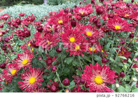 Chrysanthemums wallpaper. Red bright picturesque background. Blooming chrysanthemums buds in botany nursery in autumn. 92766216