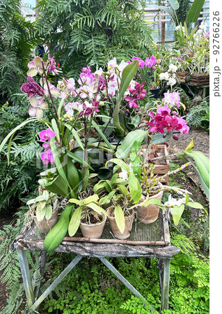 Purple and white orchids and other houseplants in pots in garden shop. Orchids in pots is grow in greenery house. Purple and white orchids and other houseplants in pots in garden shop. Orchids in pots is grow in greenery house. 92766226